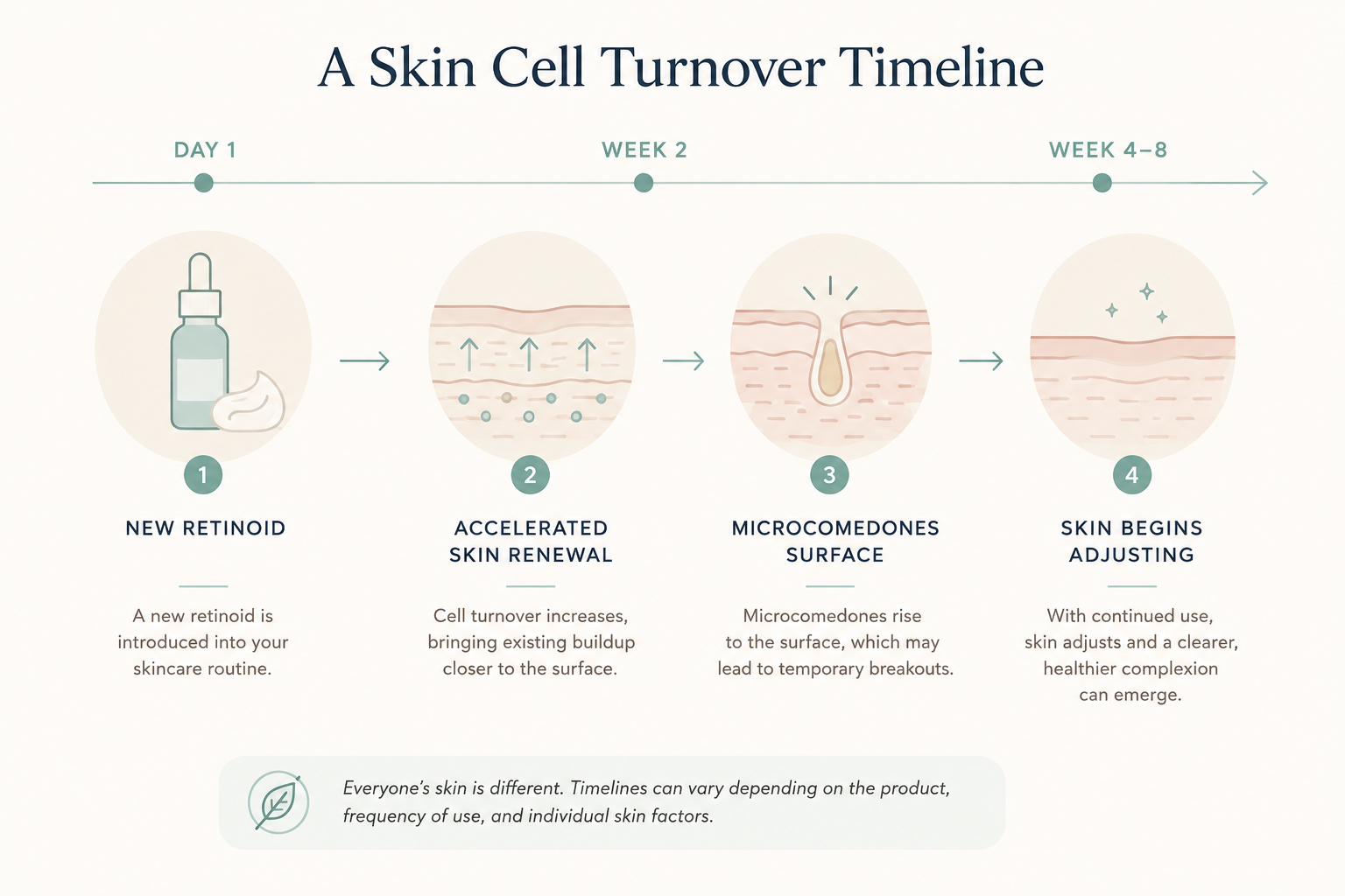 cell turnover.png