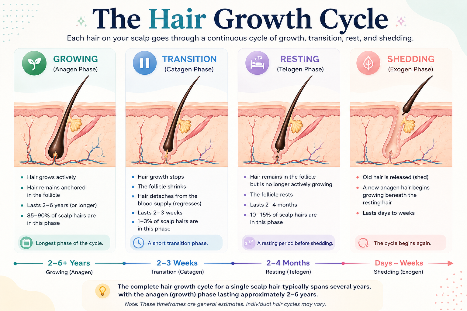 hair cycle.png